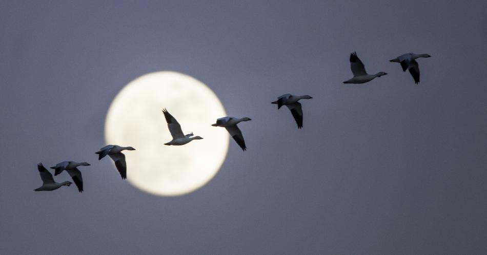 La luna de julio invita a emprender nuevos proyectos