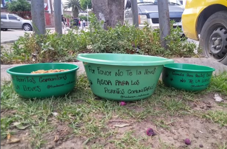 Roban un recipiente de agua destinado a perritos de la calle: “es falta de humanidad”