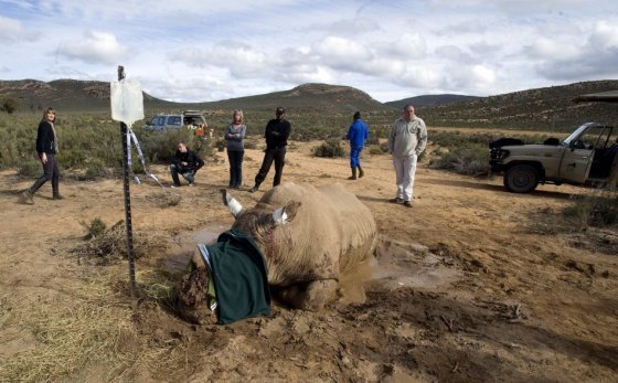 ONU aprueba resolución contra caza furtiva de especies amenazadas