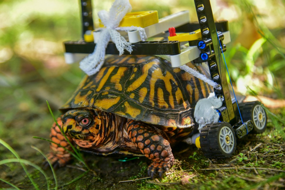 Tortuga vuelve a caminar gracias a silla de ruedas hecha con fichas de Lego