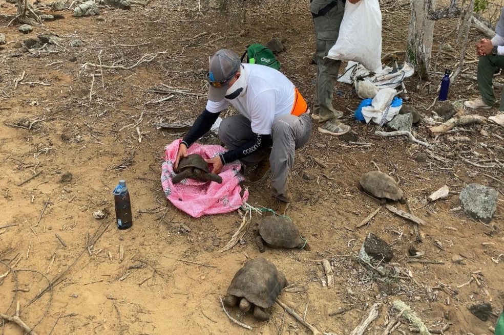Galápagos repatría 36 tortugas de especie en peligro nacidas en cautiverio