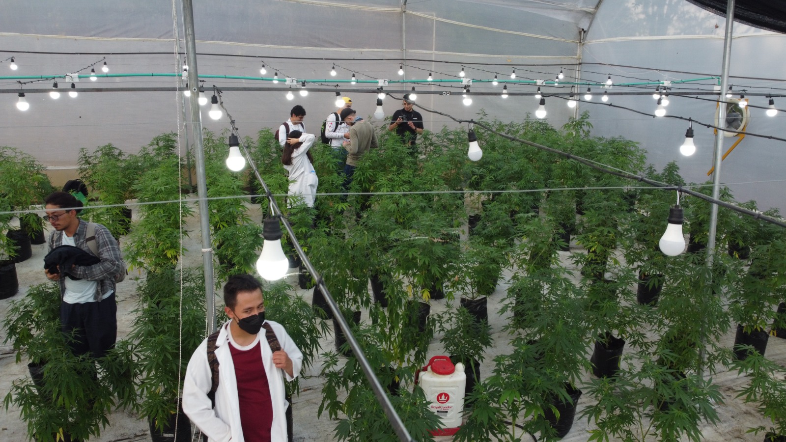 Semillero de investigación de cannabis de la Universidad Nacional, en trabajo de campo.
