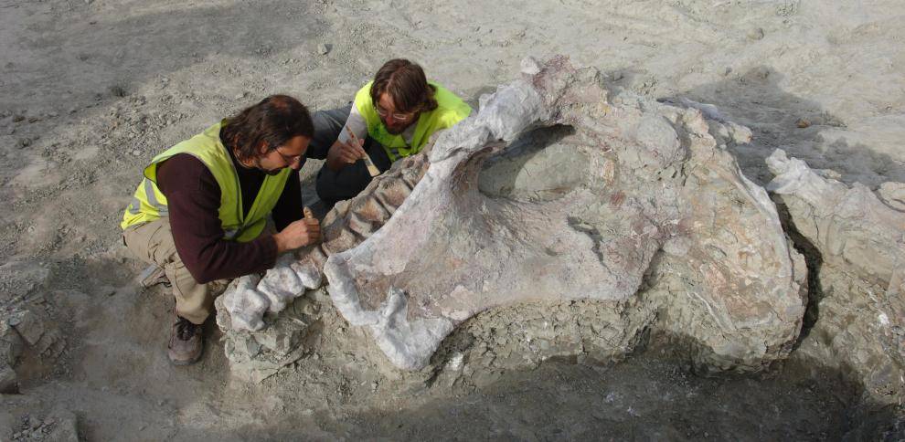 Encuentran una nueva especie de dinosaurio gracias a yacimiento fósil en Europa