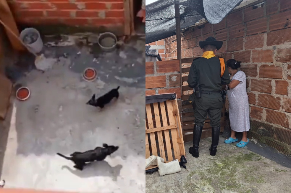 Los animales están bajo el cuidado de las autoridades.