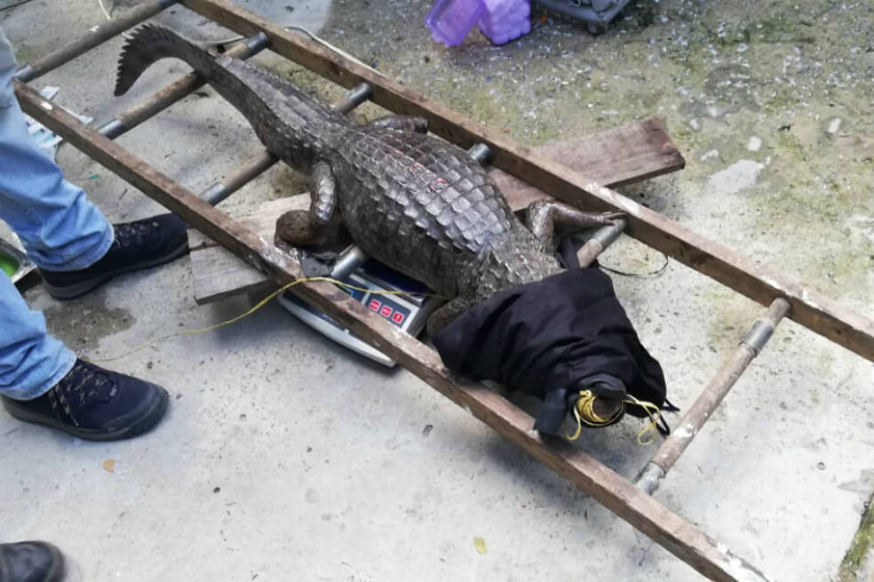 Retiran a una de las tres babillas que viven en Ciudad Jardín, en Cali