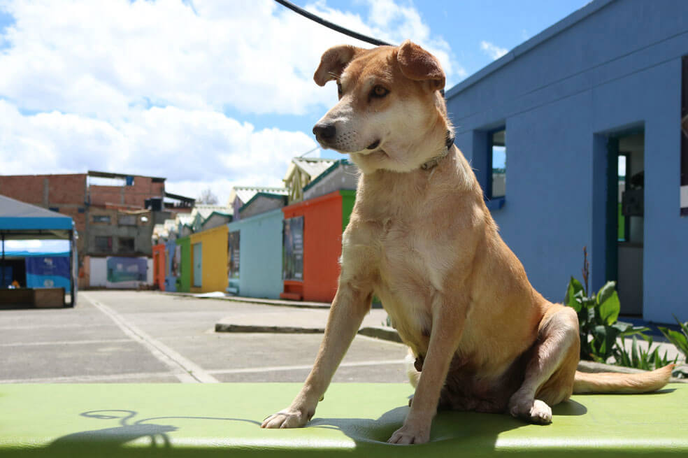 Conozca a las «mamás perrunas» que esperan encontrar un hogar en la próxima jornada de adopción