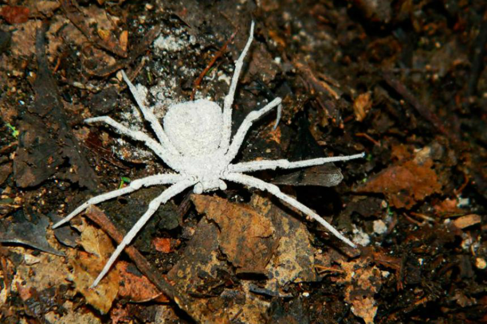 Museo de EE.UU. en alerta por robo de 7 mil insectos (y una araña muy venenosa)