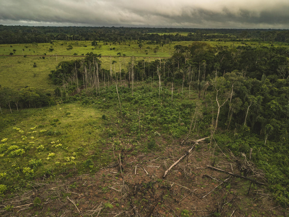 ¿Cuánto pagaría por salvar un bosque?