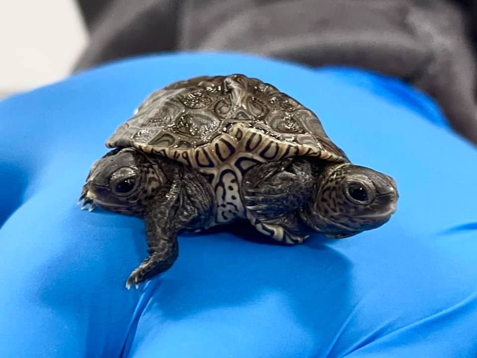 La pequeña tortuga de dos cabezas que cuidan en Estados Unidos