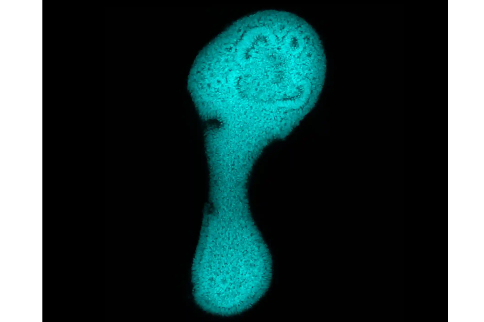"Un organoide axial autoorganizado, alargado en su tubo neural y brillante en un tinte cian", escribió el Instituto.