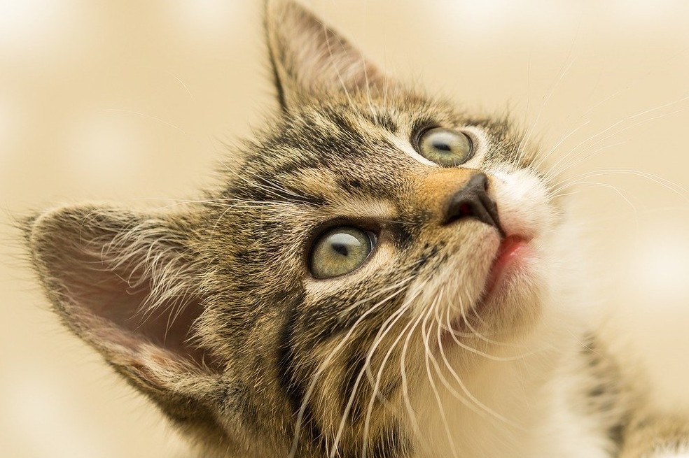 10 gestos con los que tu gato dice “¡te quiero!”
