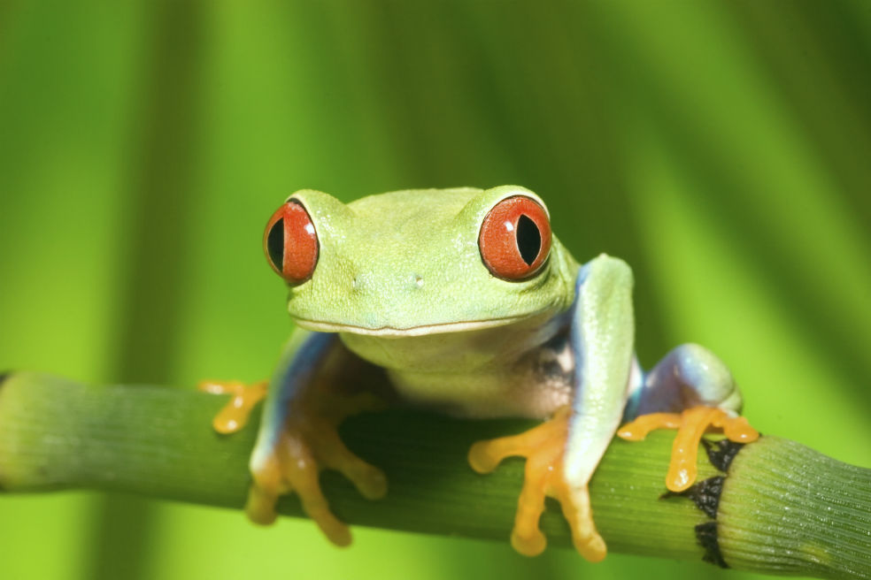 iStock