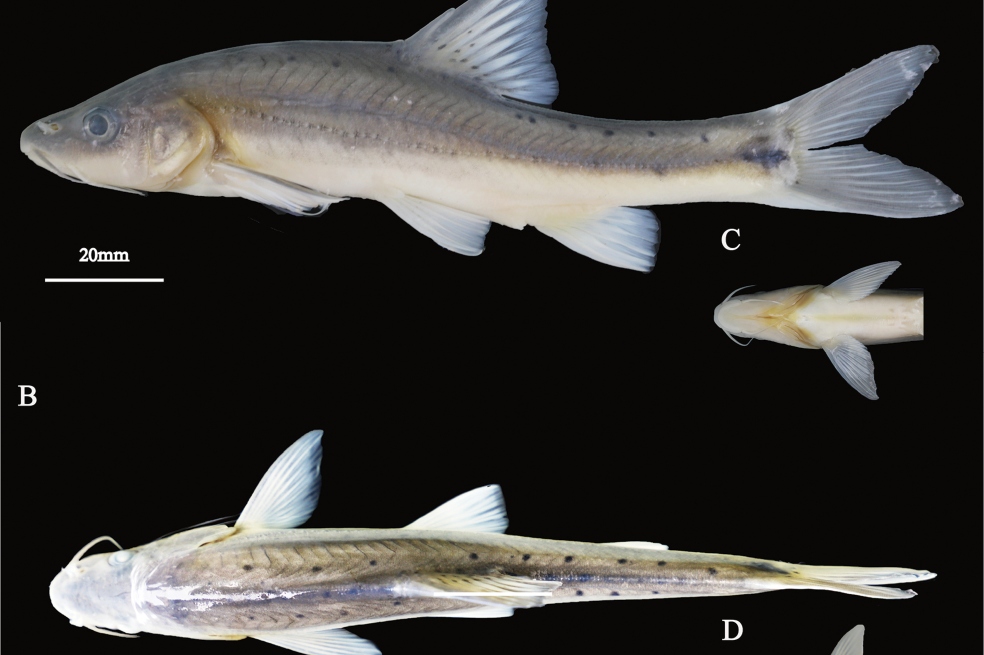 Encuentran una nueva especie de pez dorado, el cual parece seguir evolucionando