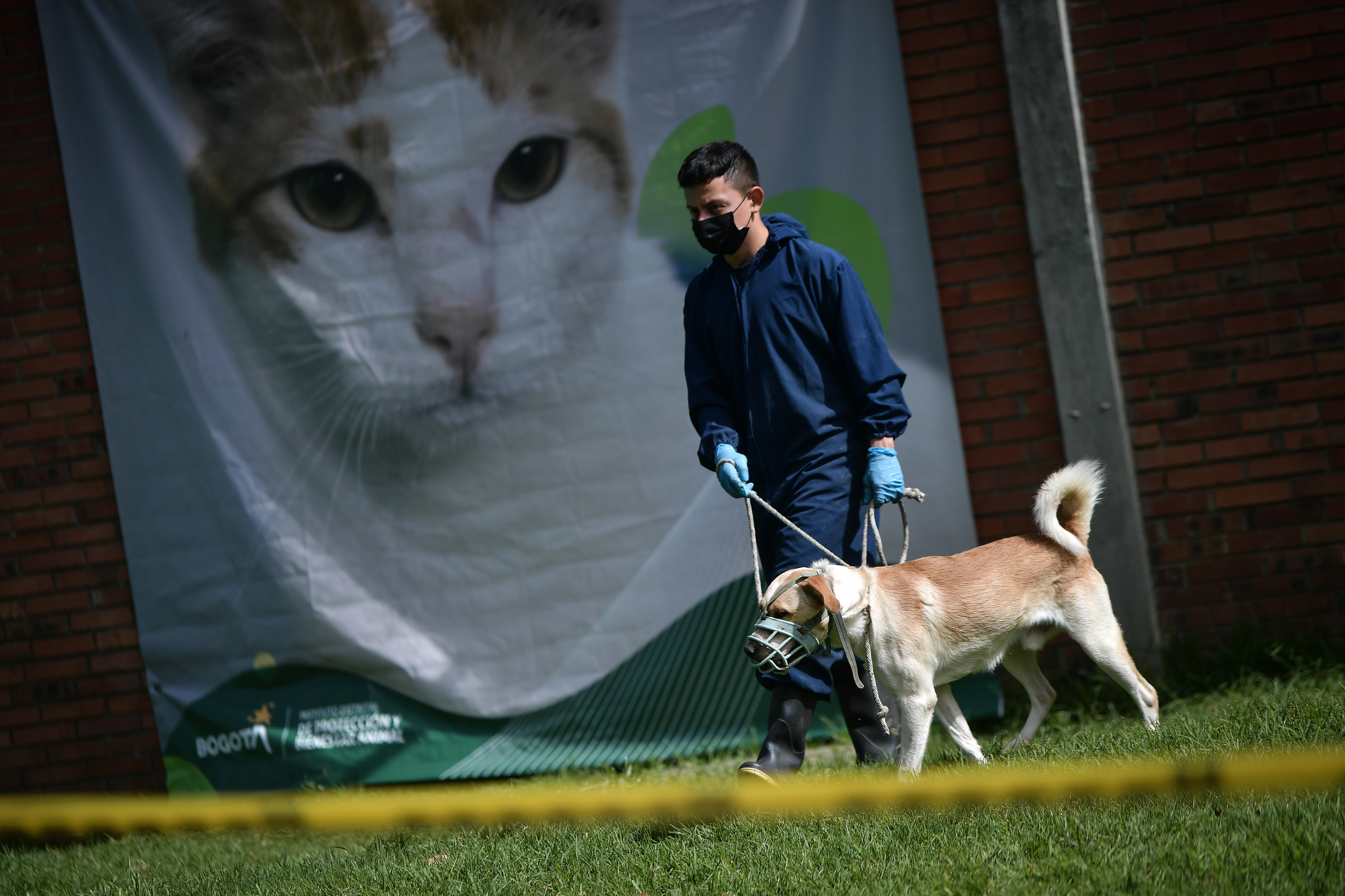 Perros rescatados por el Instituto de Protección Animal del Distrito y que ahora están en proceso de adopción