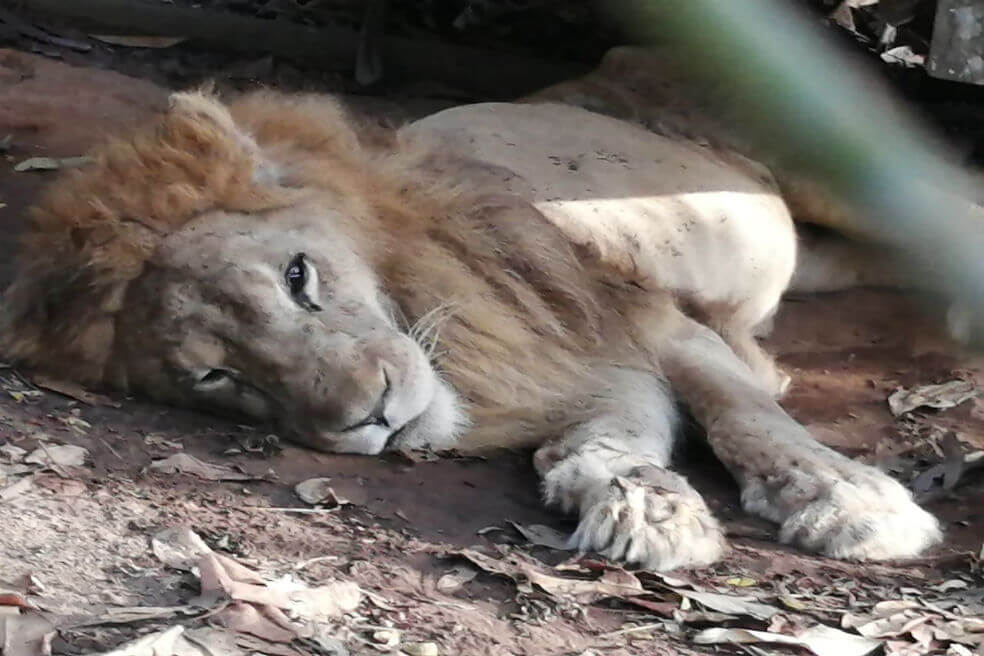 Júpiter, el león que agoniza en un zoológico de Córdoba