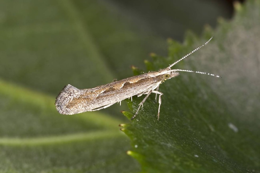 Crisis climática amenaza más de lo que se pensaba a los insectos