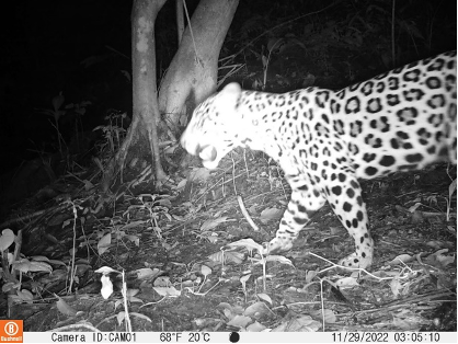 "Jaguar capturado por cámara trampa-Proyecto Turismo de Naturaleza como Apoyo a la Lucha Contra la Deforestación". Foto capturada por Swisscontact"