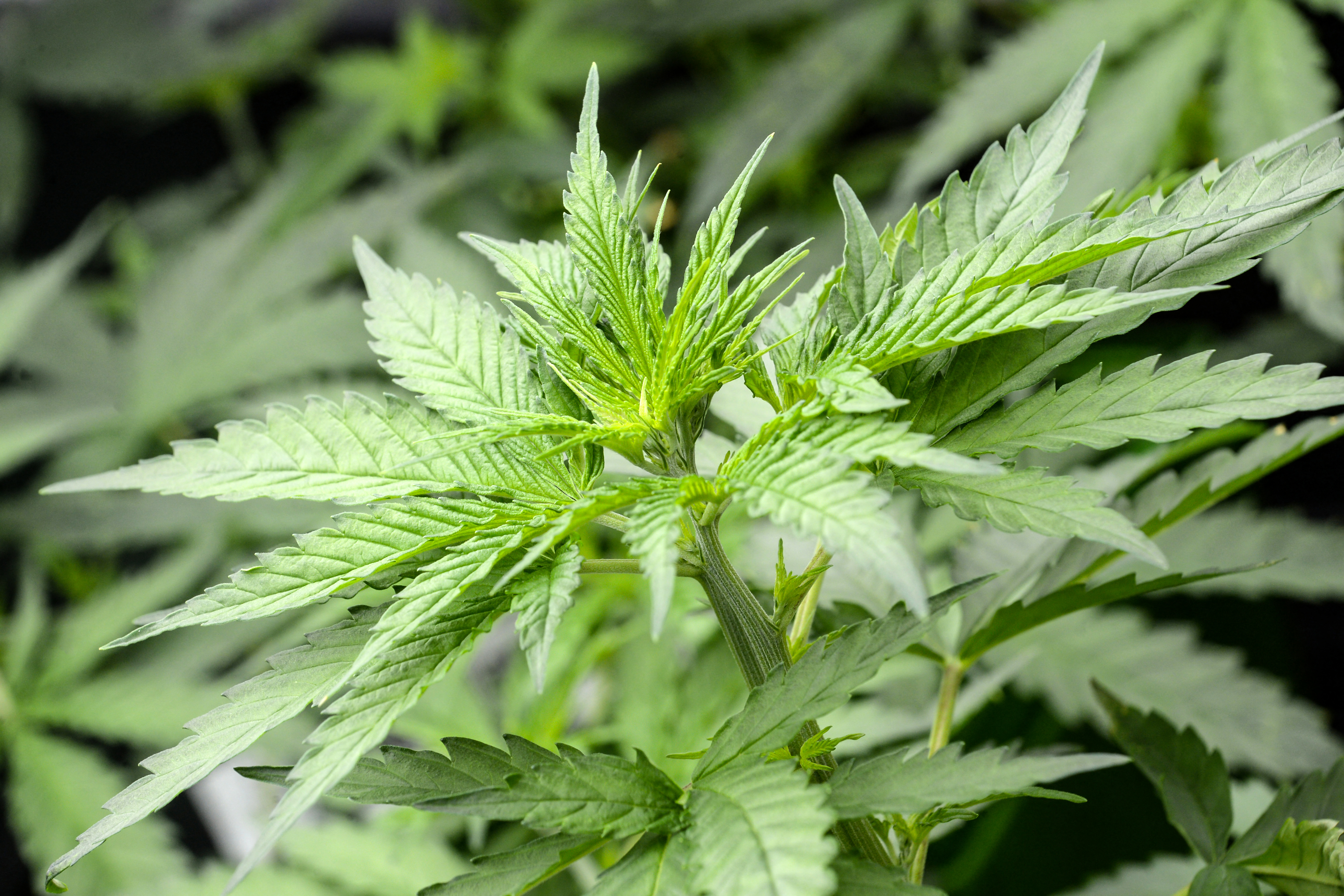 Costa Rica legaliza la marihuana de uso medicinal