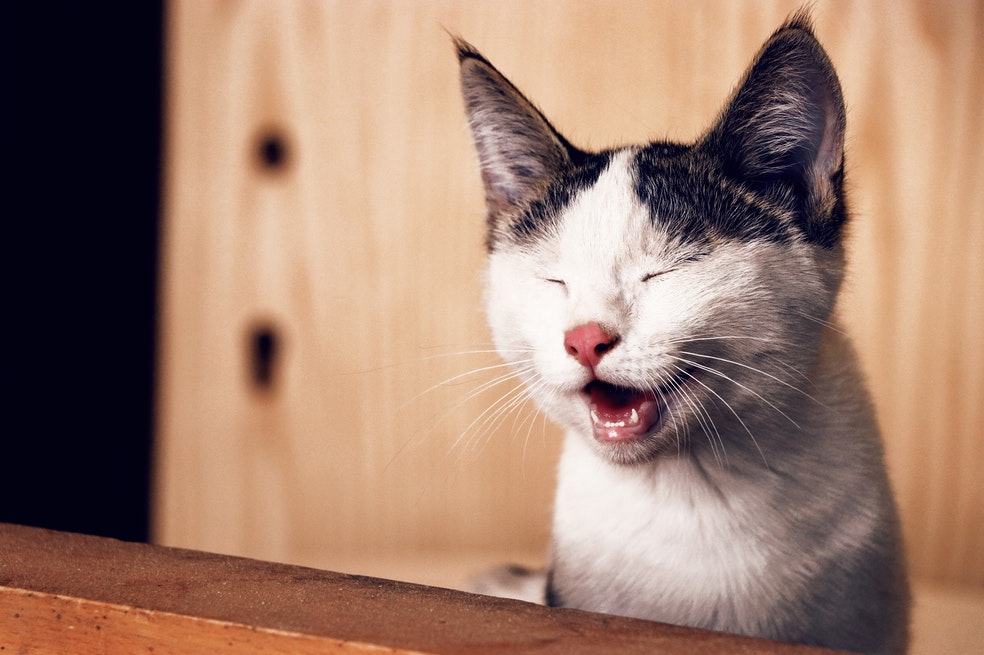 ¿Qué es lo que más les gusta a los gatos? 4 cosas que lo harán feliz