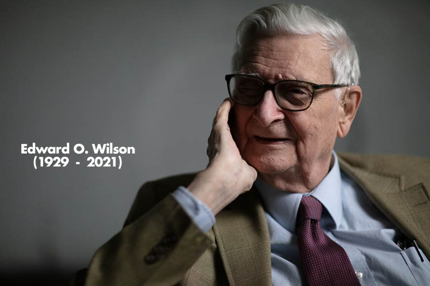 Muere Edward O. Wilson, el científico “heredero natural de Darwin”