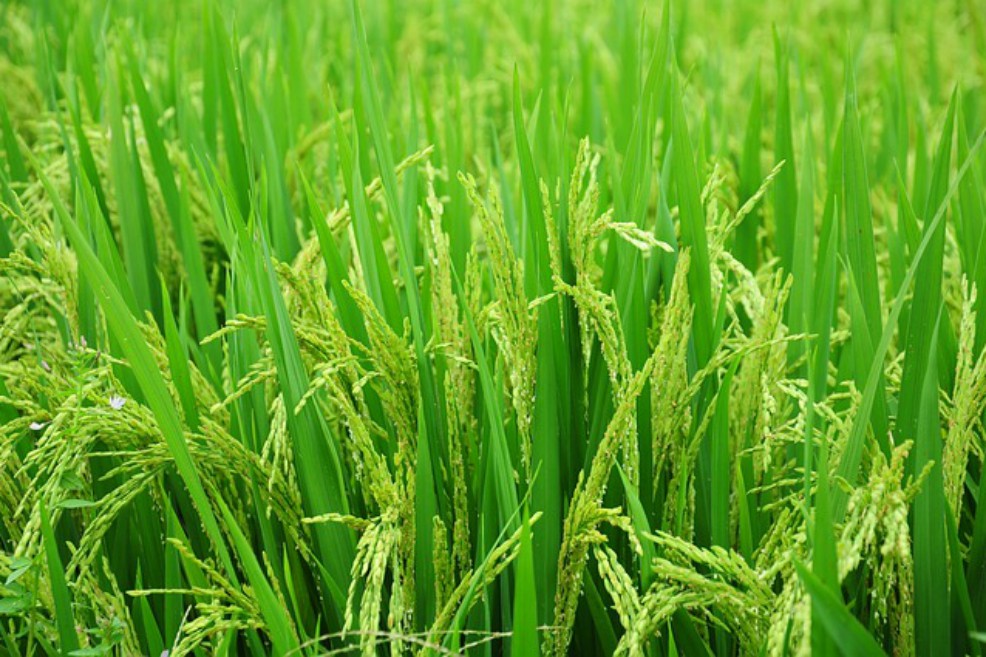 Plan de Ordenamiento Agropecuario se inicia con el arroz