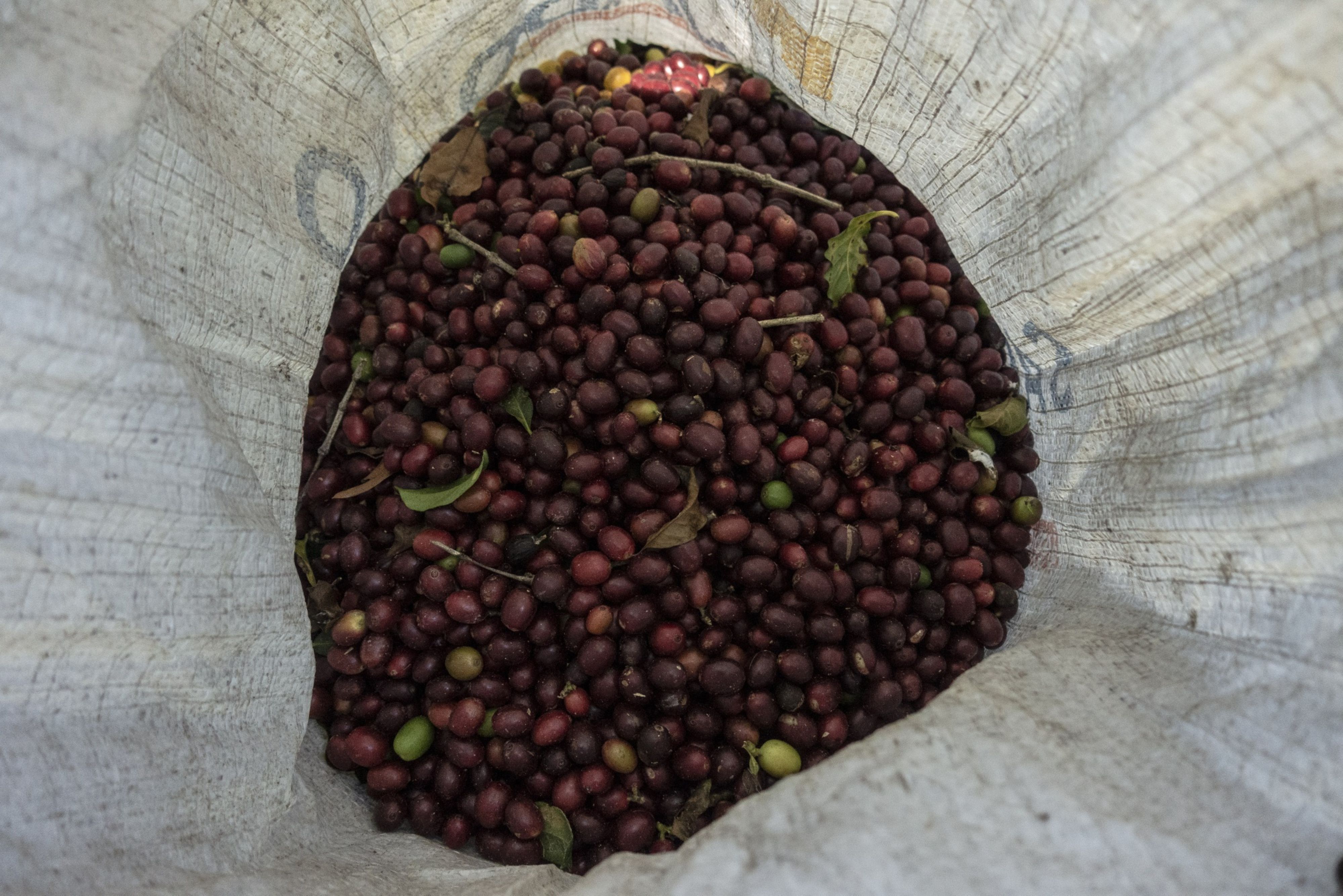 Sector cafetero se prepara para la segunda y más grande cosecha del año