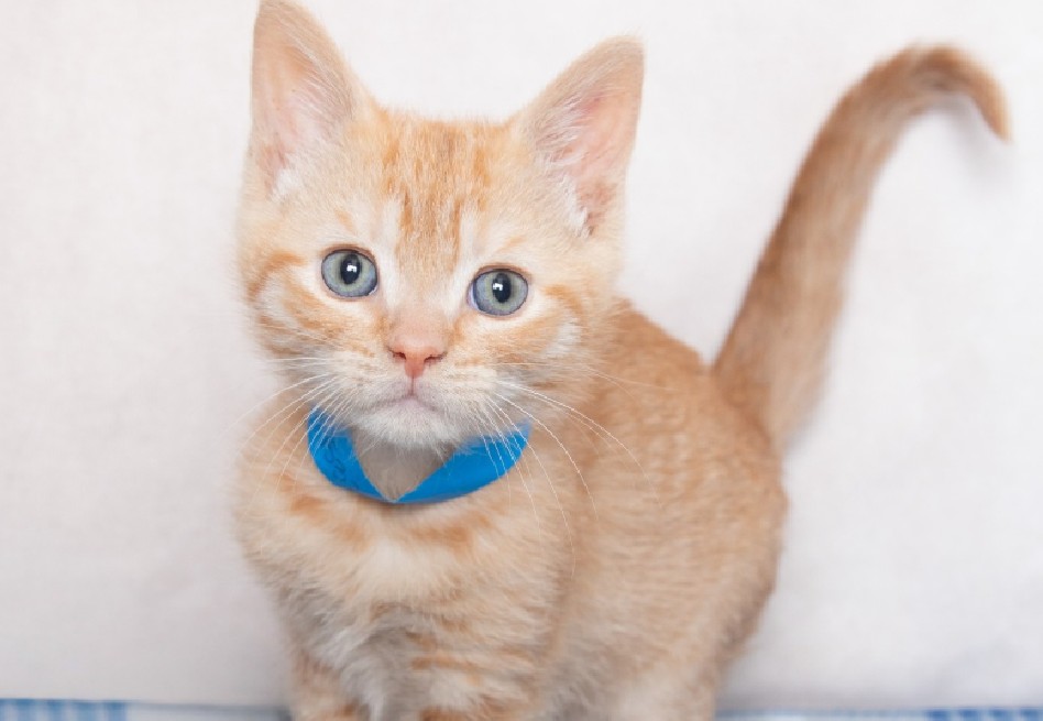 La Humane Society de Greenville actualmente cuida a 638 animales, operando en ocasiones a más del 200% de su capacidad.