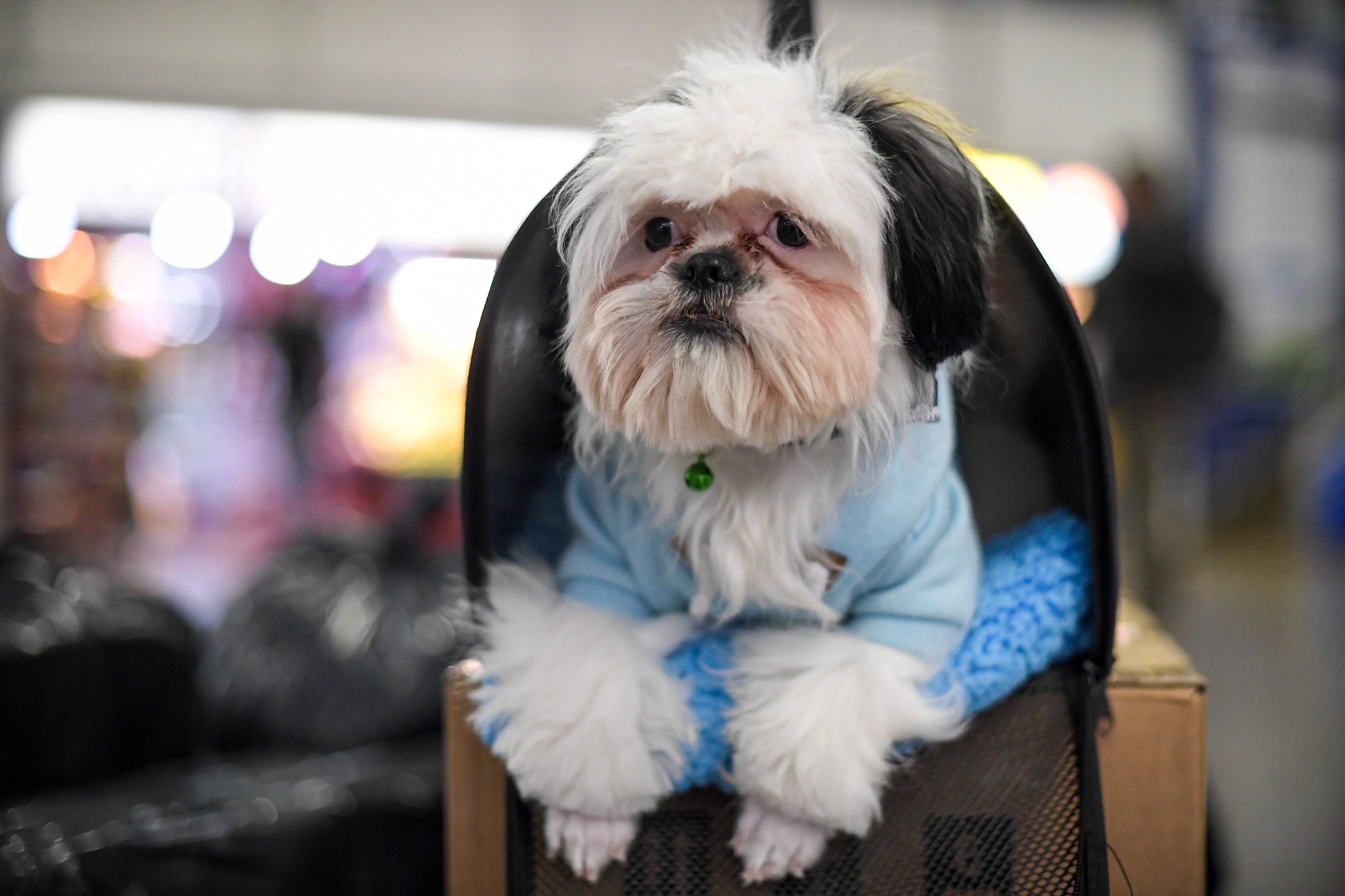 Requisitos para viajar con su mascota desde la Terminal de Transporte de Bogotá