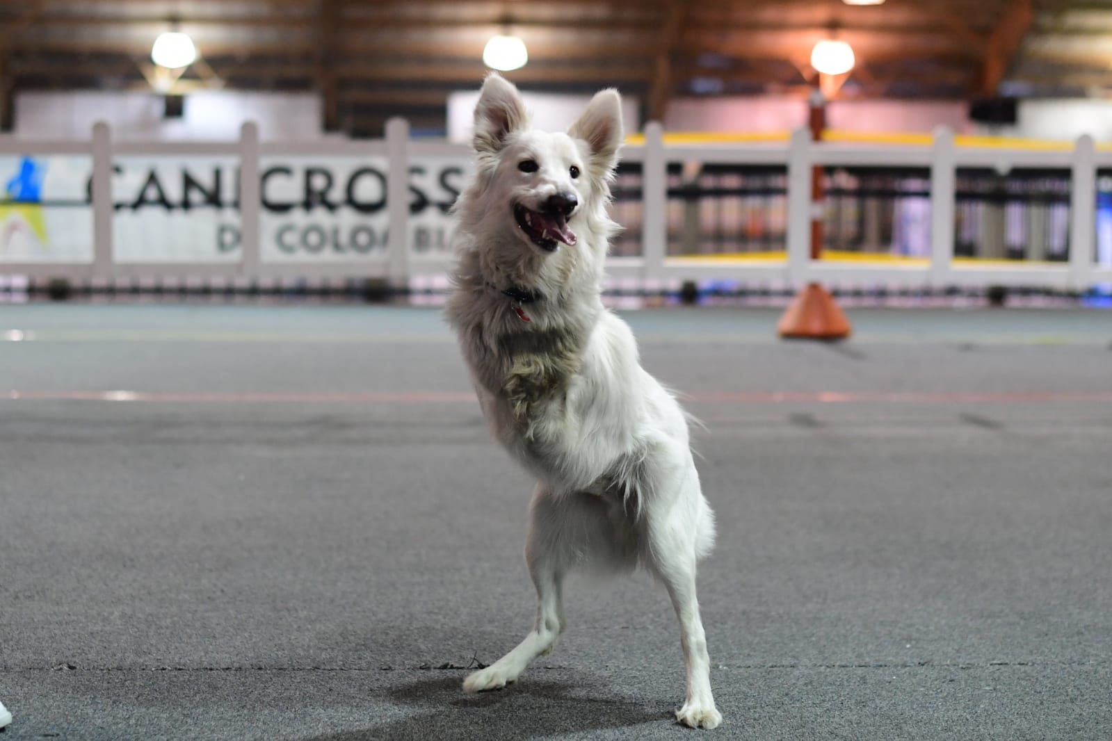 Sillas de ruedas: un nuevo comienzo para su mascota
