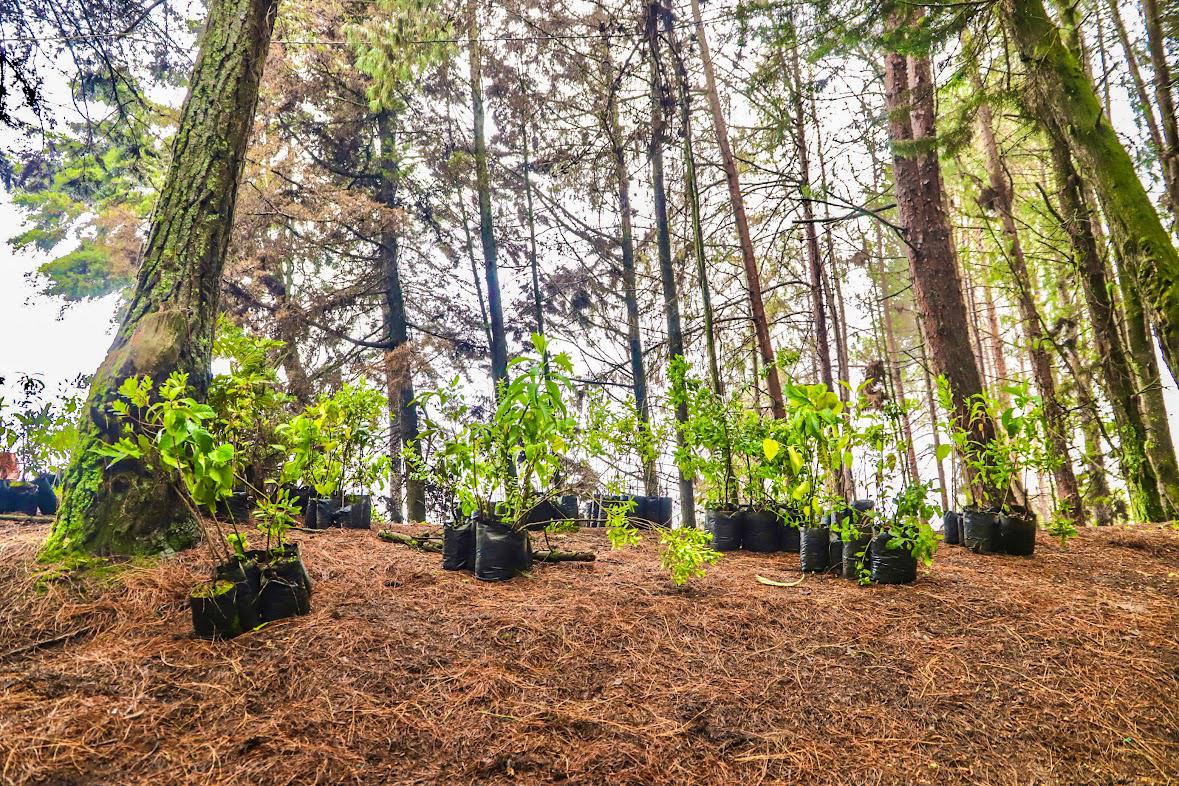 Día del Árbol: Bogotá destaca por la siembra de más de 105.600 especies nativas