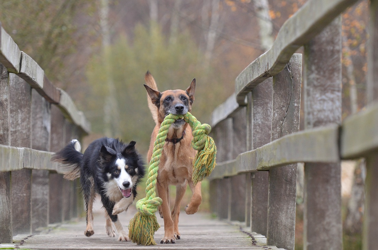 Los perros podrían recordar el nombre de sus juguetes: esto dice un estudio científico