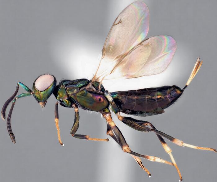 Publicaron fotos de esta avispa en las redes sociales. Resultó ser una nueva especie