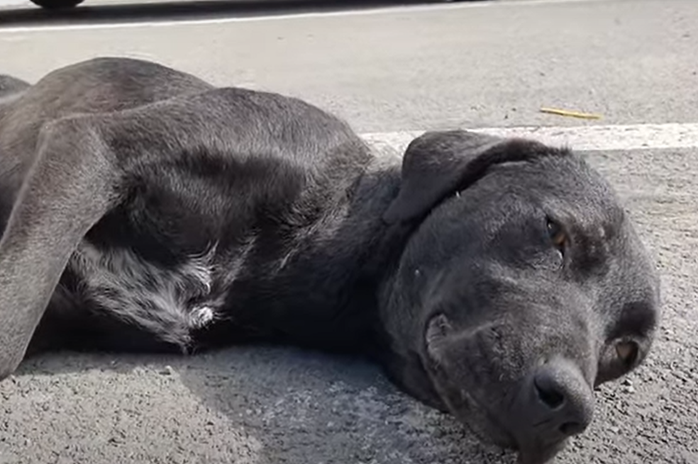 Milagro en Semana Santa: rescatan a perro y a su cachorro de las calles