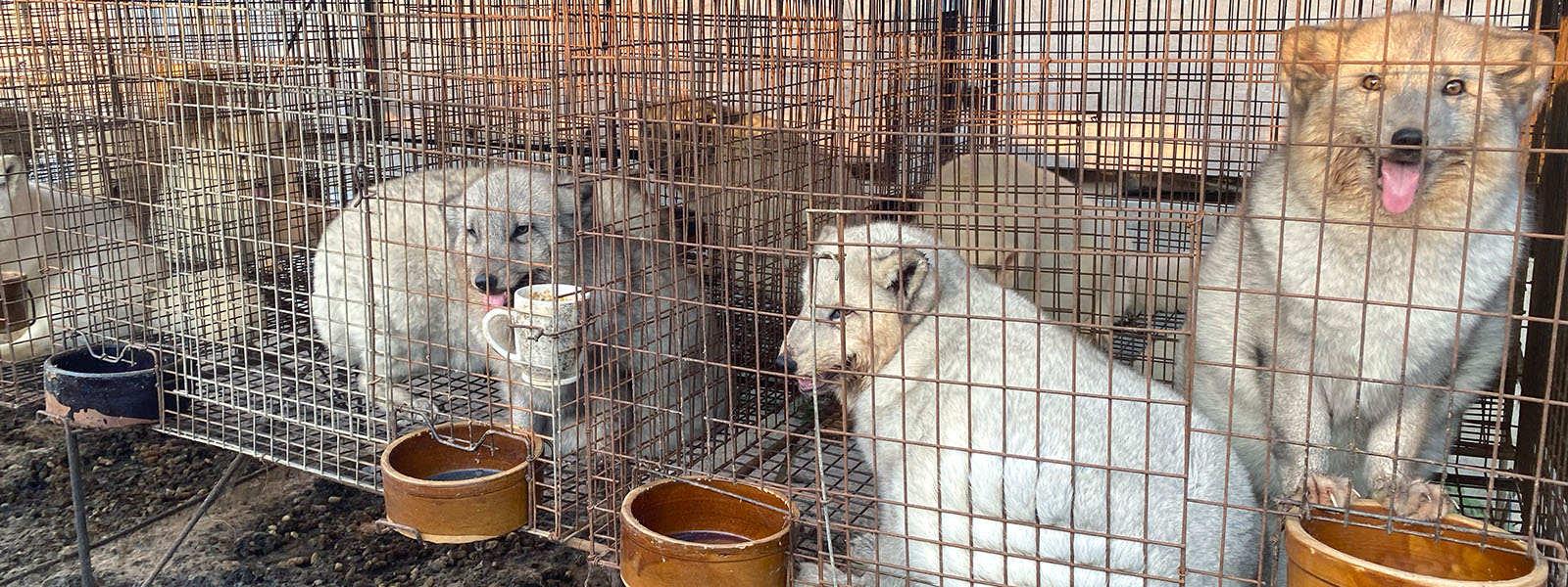 Criar animales en granjas para obtener pieles: los riesgos para la salud pública