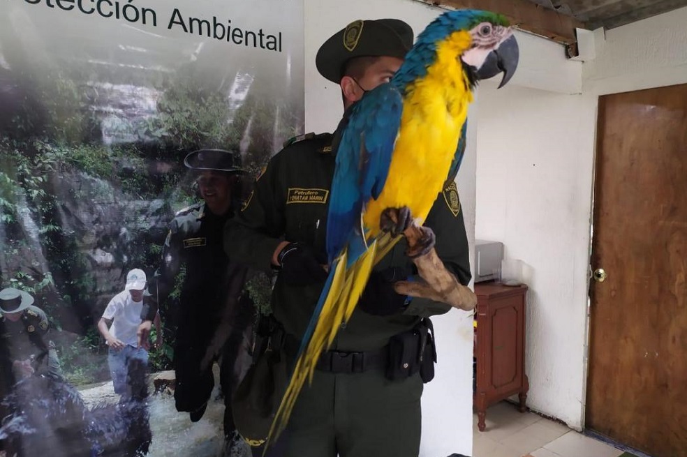 Las autoridades han logrado recuperar 300 aves silvestres en medio de la cuarentena