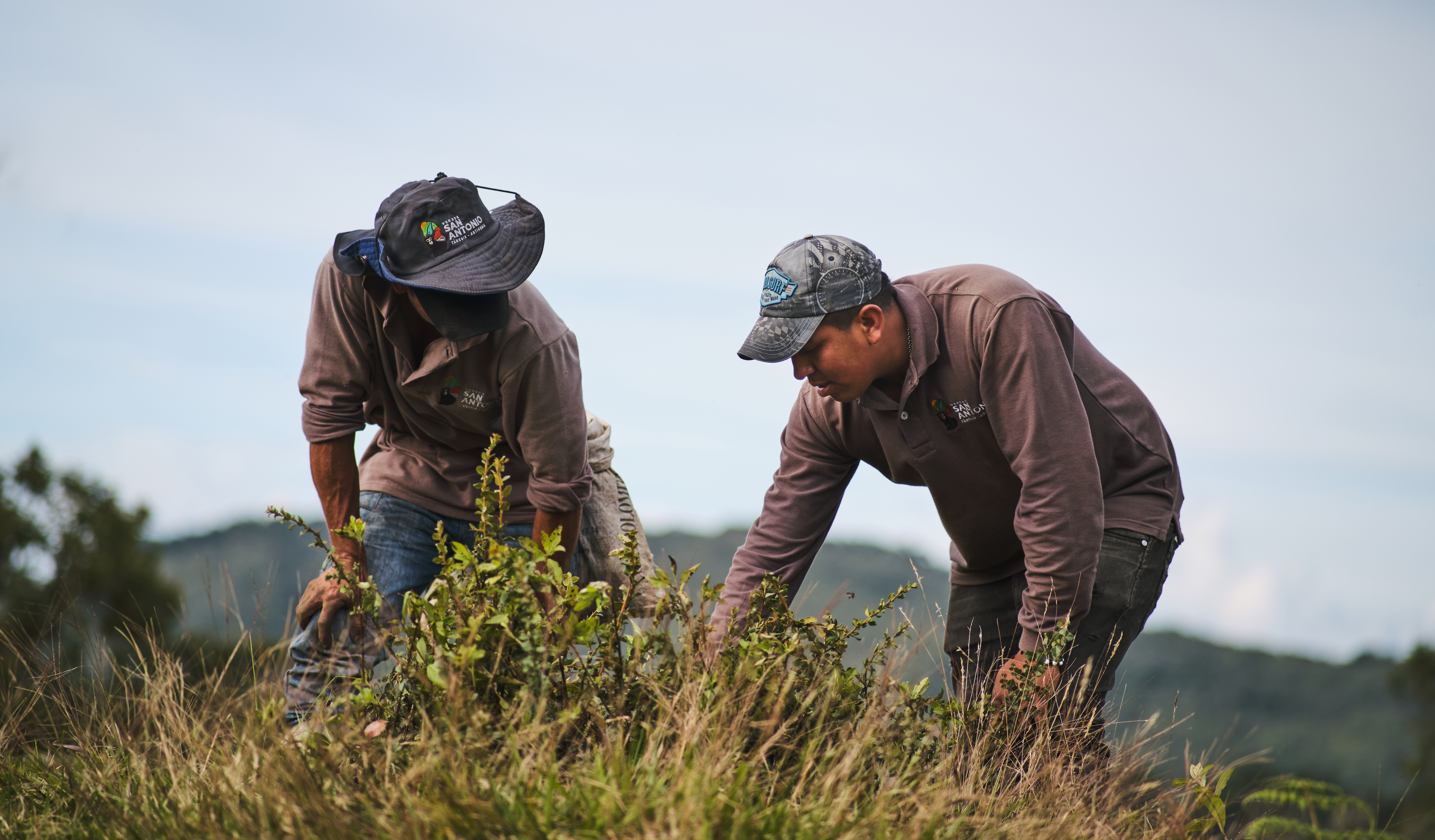 Menos granos: la siembra cae y el riesgo alimentario crece en Colombia