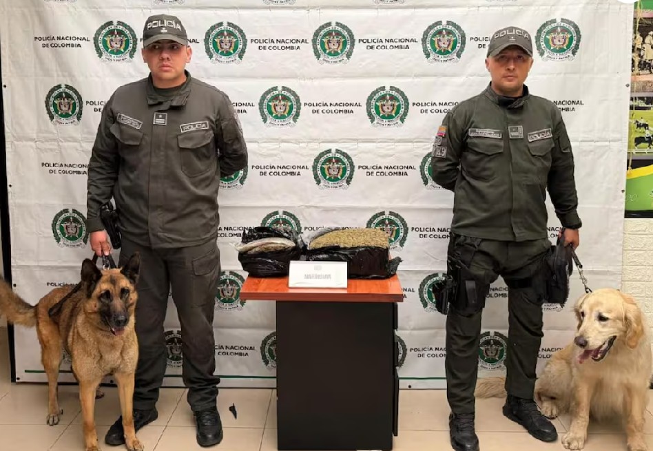 Perros de la Policía detectaron marihuana en encomiendas hacia Arauca, Atlántico y Boyacá