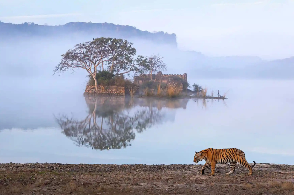 Mención especial categoría "Paisaje salvaje y animales en su hábitat"