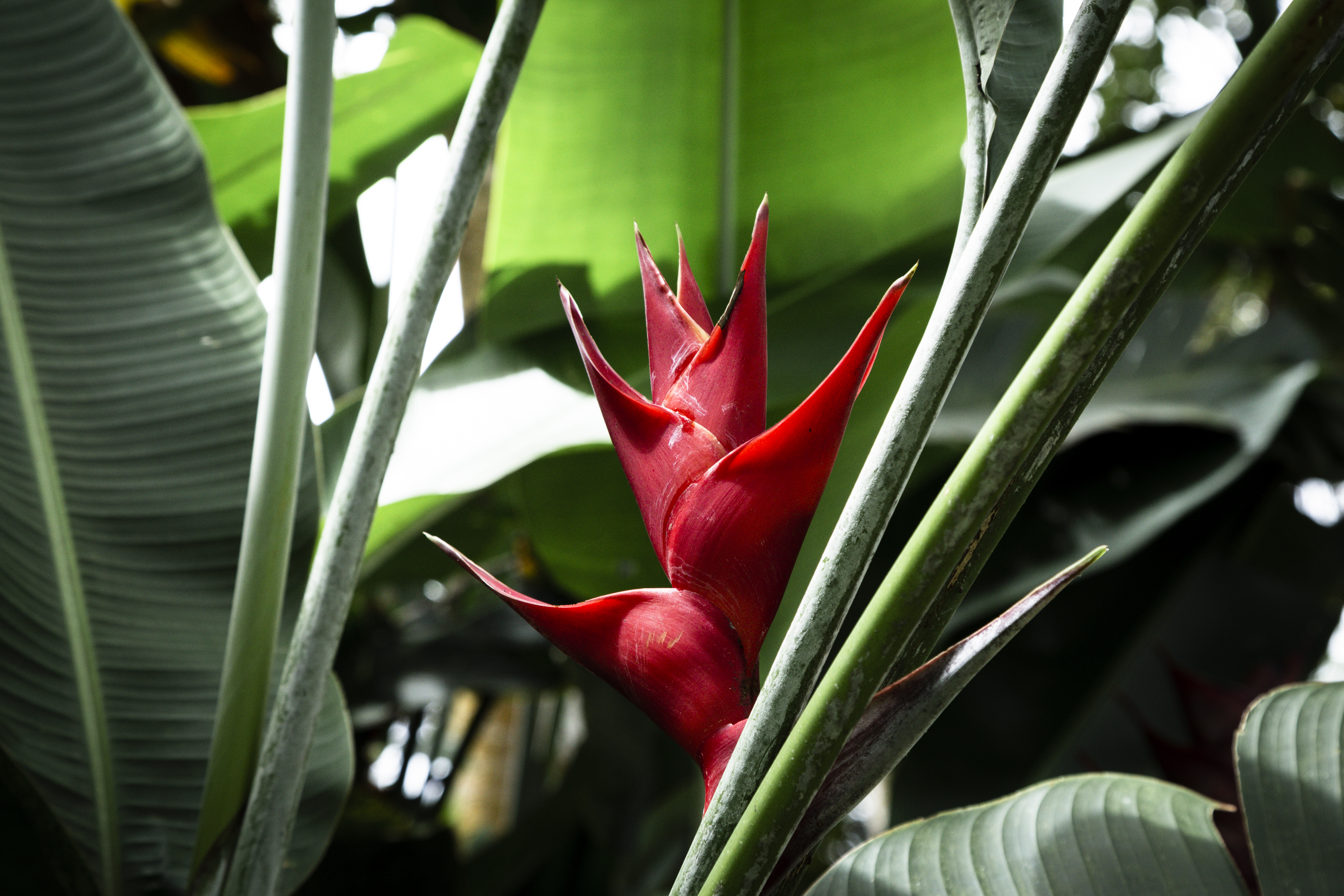 Heliconias: las plantas tropicales que nunca lo aburrirán