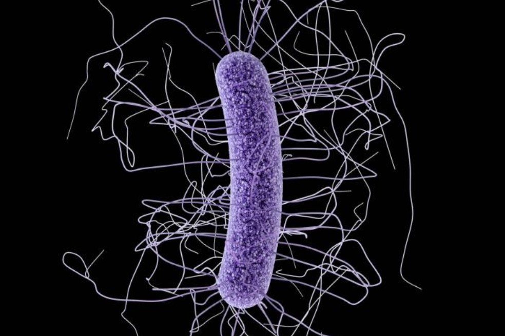 Estudian si versiones de superbacterias pueden transmitirse de animales a humanos