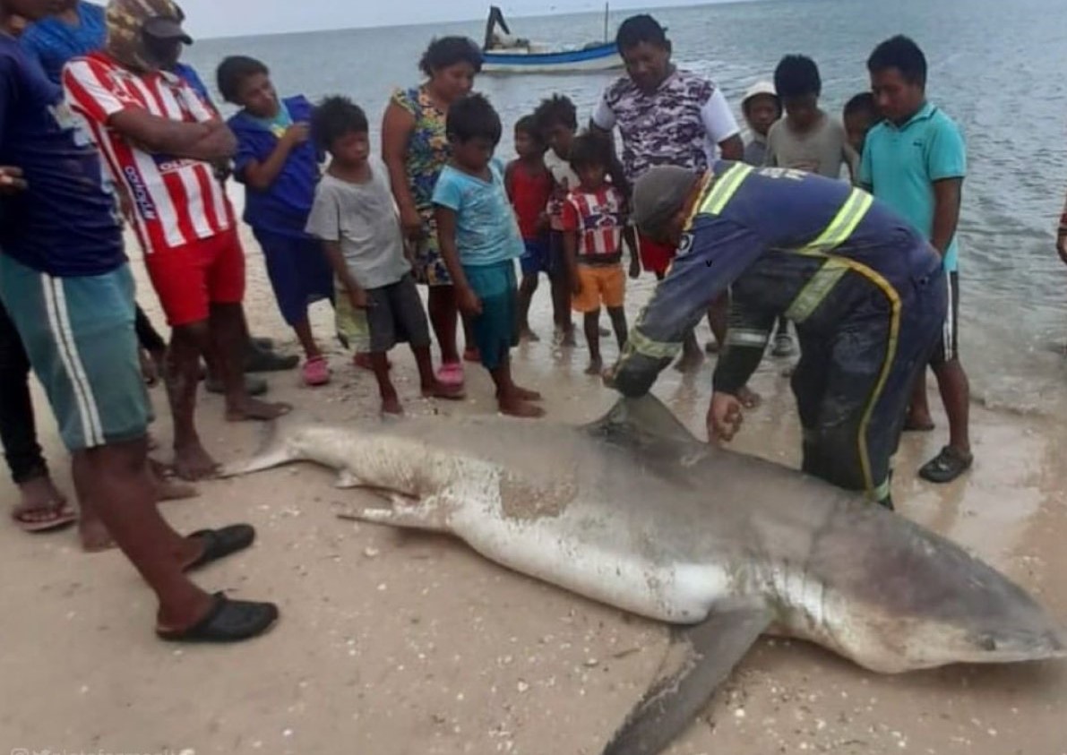 Indignación por caza de un tiburón en playa de Uribia, La Guajira
