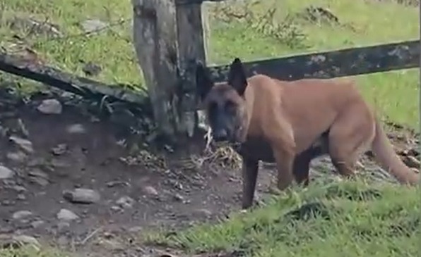 Xenú, el perro antiexplosivos que le salvó la vida a niños de un colegio en Antioquia