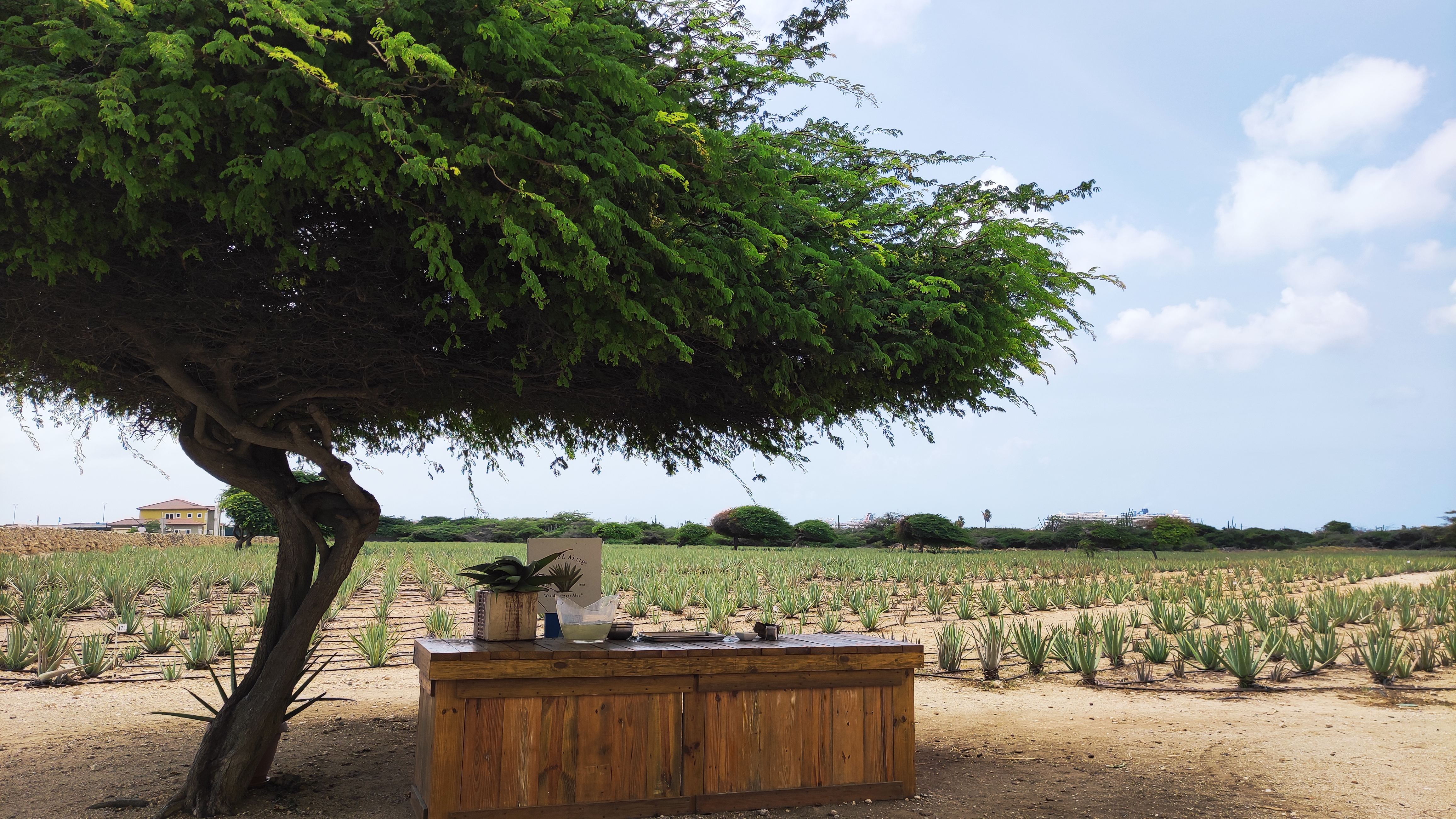 El tradicional divi divi y el campo de cultivo de Aruba Aloe.