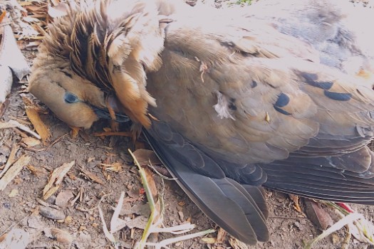 Torcaza sin vida hallada en el Parque Simón Bolívar durante el FEP. La veeduría ciudadana denunció vacíos en los protocolos de atención para este tipo de situaciones. La causa de la muerte no se ha establecido.
