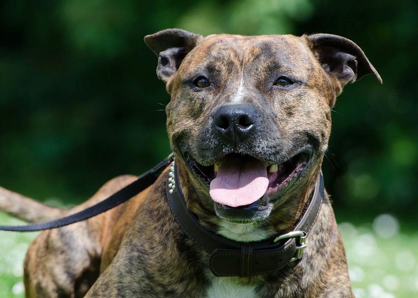 Prohíben la importación, cría y venta de 25 razas de perros, ¿por qué?