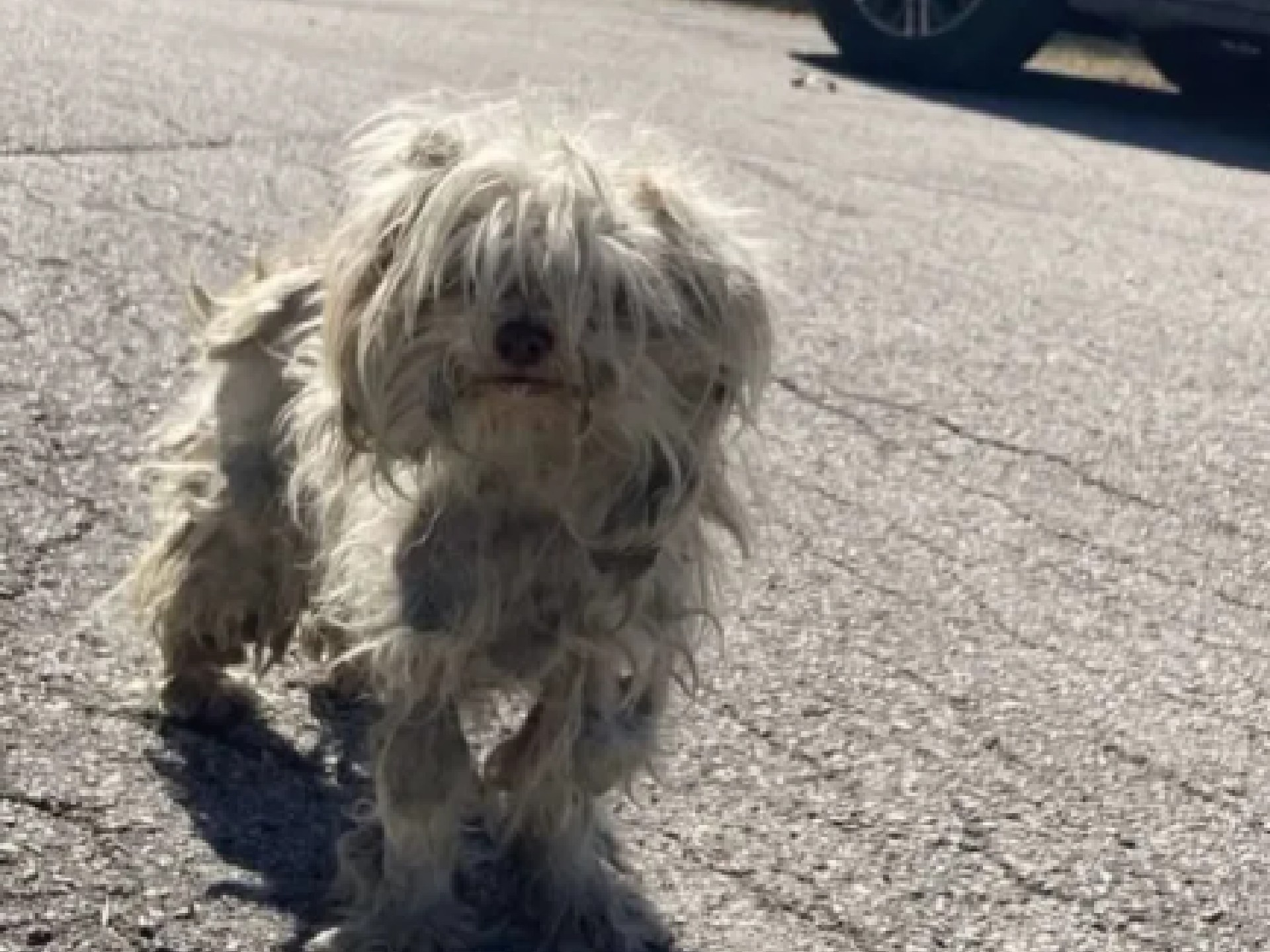 Perrita que sobrevivía comiendo animales atropellados inicia nueva vida: esta es su historia