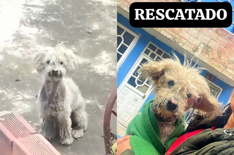 Estaba abandonado en una terraza: vecinos lograron el rescate de un perro en Bosa