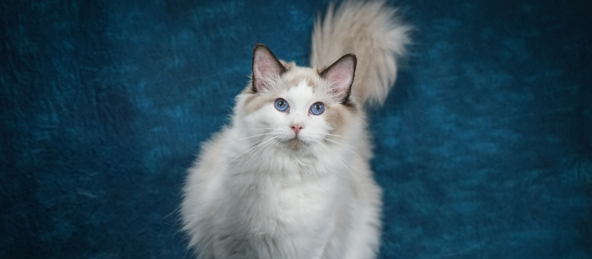 Gato ragdoll: características y cuidados que se debe tener con esta raza