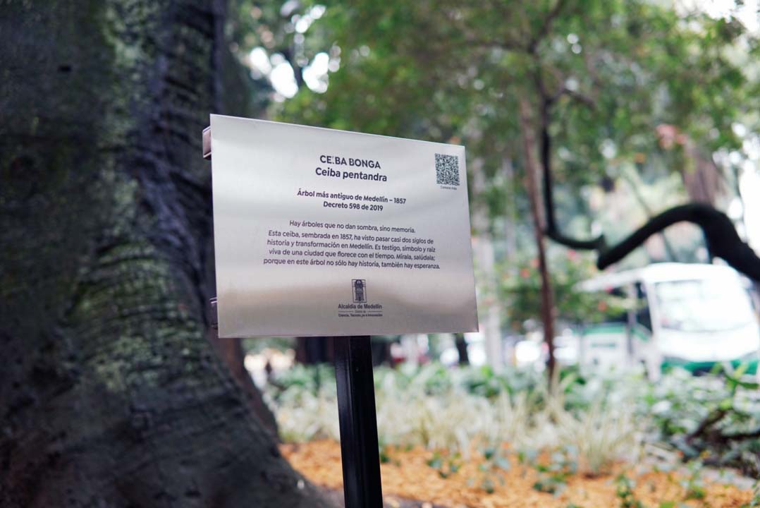 Este es el árbol más viejo de Medellín, cumplió 168 años: ¿Dónde está?