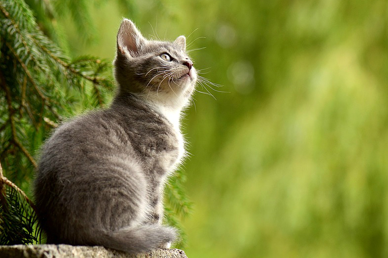 Maltrataron cruelmente a un gato y ahora tendrán que limpiar el zoológico de Dubai